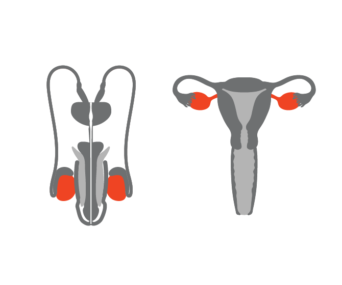 生殖解剖学标志