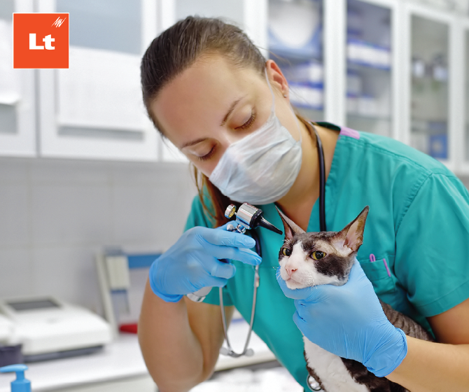 兽医戴外科口罩进行非侵入性手术在一只猫的耳朵。
